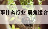 属兔适合从事什么行业 属兔适合从事什么行业赚钱