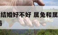 属兔与属兔结婚好不好 属兔和属兔结婚好吗 一起幸福吗
