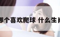 十二生肖哪个喜欢爬球 什么生肖喜欢爬树