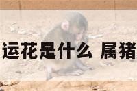 属猪的开运花是什么 属猪得幸运花