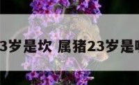 属猪23岁是坎 属猪23岁是哪一年