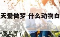 什么动物白天爱做梦 什么动物白天干什么晚上干什么