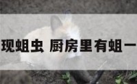 厨房里出现蛆虫 厨房里有蛆一样的虫子