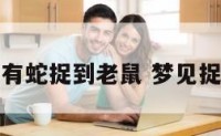 梦见厨房有蛇捉到老鼠 梦见捉蛇和老鼠