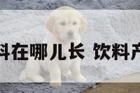 饮料在哪儿长 饮料产地