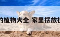 家里摆放的植物大全 家里摆放植物有哪些