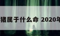 2020属猪属于什么命 2020年属猪吗