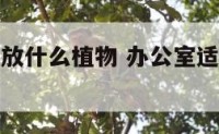 办公室适合放什么植物 办公室适合放什么植物旺财