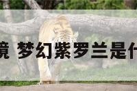紫萝梦境 梦幻紫罗兰是什么意思