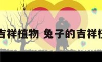 兔子的吉祥植物 兔子的吉祥植物图片
