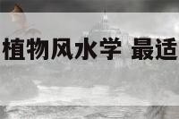 适合放卧室的植物风水学 最适合放卧室的十种植物