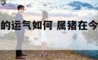 属猪在今年的运气如何 属猪在今年的运气如何呢