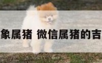 微信头像大象属猪 微信属猪的吉利人头图像