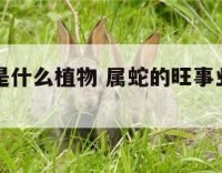 旺属蛇的是什么植物 属蛇的旺事业的植物有哪些