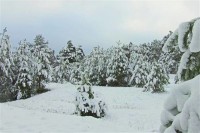 梦见积雪的森林中漫步