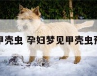 孕妇梦见甲壳虫 孕妇梦见甲壳虫预示着什么