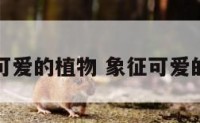 象征可爱的植物 象征可爱的名字