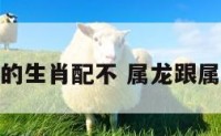 属龙和属虎的生肖配不 属龙跟属虎的配不配