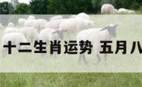 5月8日十二生肖运势 五月八日运势