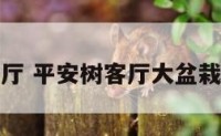 平安树客厅 平安树客厅大盆栽养殖技巧