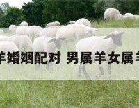男属女属羊婚姻配对 男属羊女属羊婚姻合吗