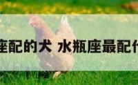 水瓶座配的犬 水瓶座最配什么狗
