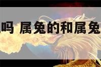 属兔的和兔配吗 属兔的和属兔的相配婚姻怎么样