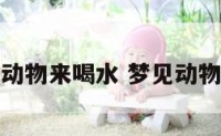 梦见小动物来喝水 梦见动物在喝水