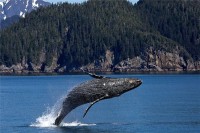 梦见鲸鱼喷水