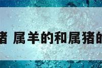属羊追属猪 属羊的和属猪的能结婚吗