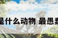 最愚的是什么动物 最愚蠢的动物