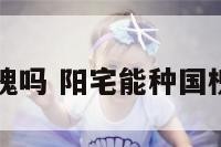 阳宅能种国槐吗 阳宅能种国槐吗风水好吗