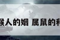 属鼠人与属猴人的姻 属鼠的和属猴的婚姻