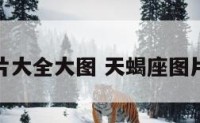 天蝎座图片大全大图 天蝎座图片唯美头像