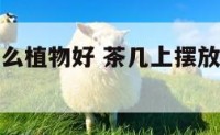 茶几上摆什么植物好 茶几上摆放什么盆景最好