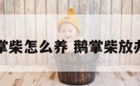 办公室鹅掌柴怎么养 鹅掌柴放办公室好吗