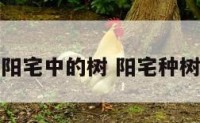 阳宅中的树 阳宅种树