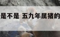 五九年属猪是不是 五九年属猪的今年命运怎么样