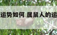 属鼠人一生运势如何 属鼠人的运势及运程水墨先生