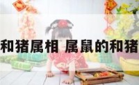属鼠的和猪属相 属鼠的和猪合不合