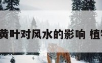 植物的黄叶对风水的影响 植物 黄叶
