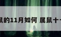 属鼠的11月如何 属鼠十一月