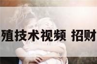 招财龟养殖技术视频 招财龟怎么样