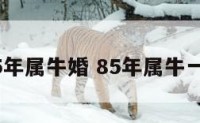 1985年属牛婚 85年属牛一婚姻