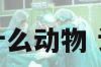 话不投机指什么动物 话不投机出处