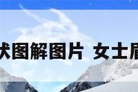 女士眉毛形状图解图片 女士眉型图片大全