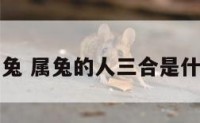 三代属兔 属兔的人三合是什么生肖