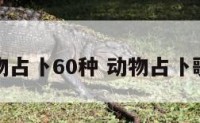 动物占卜60种 动物占卜歌词