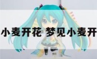 解梦小麦开花 梦见小麦开白花