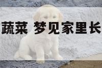 梦见家里长了蔬菜 梦见家里长了蔬菜什么意思